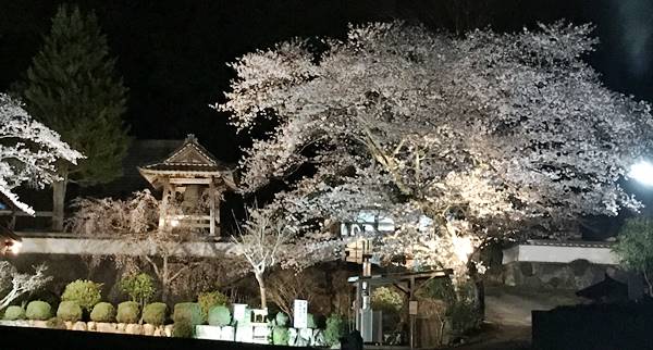 兵庫県丹波市福田寺の千年桜ライトアップ