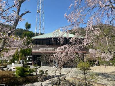 京都市西京区の京都霊園の桜