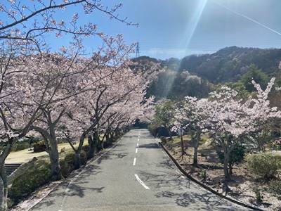 京都市西京区の京都霊園の桜