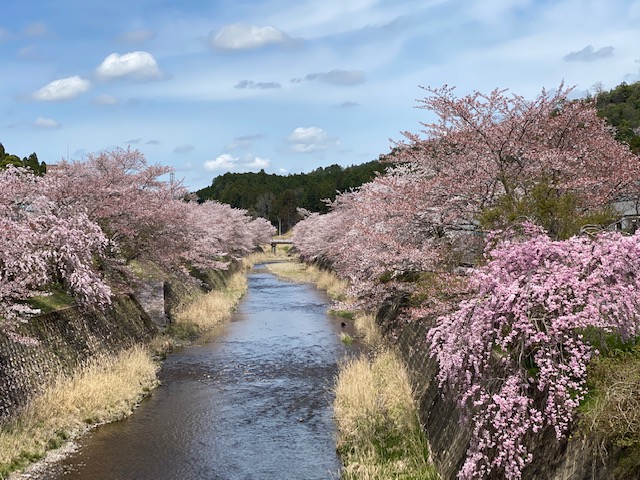 道の駅「ウッディー京北」近くの桜