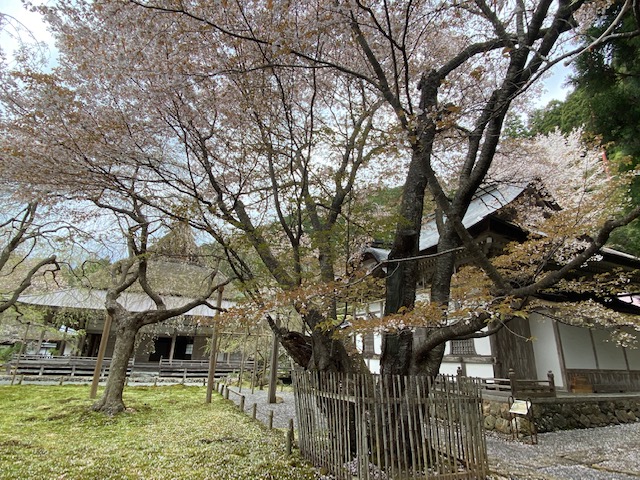 九重桜